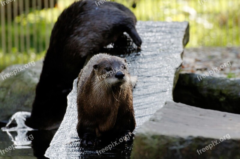 Otter Board Water Enclosure Animal