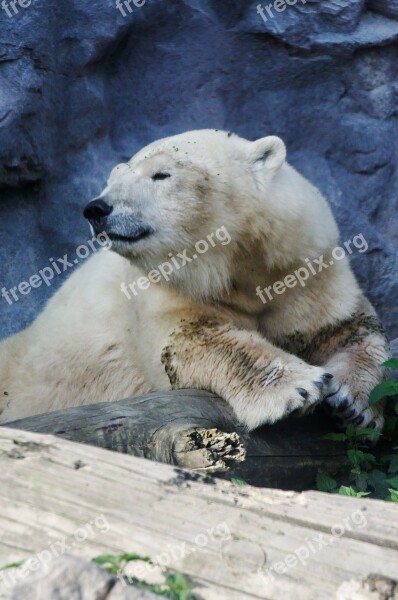 Polar Bear Portrait Bear Rest Fur