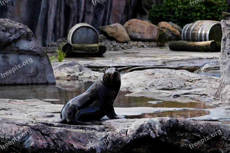 Sea ​​lion Animal Rock Enclosure Zoo