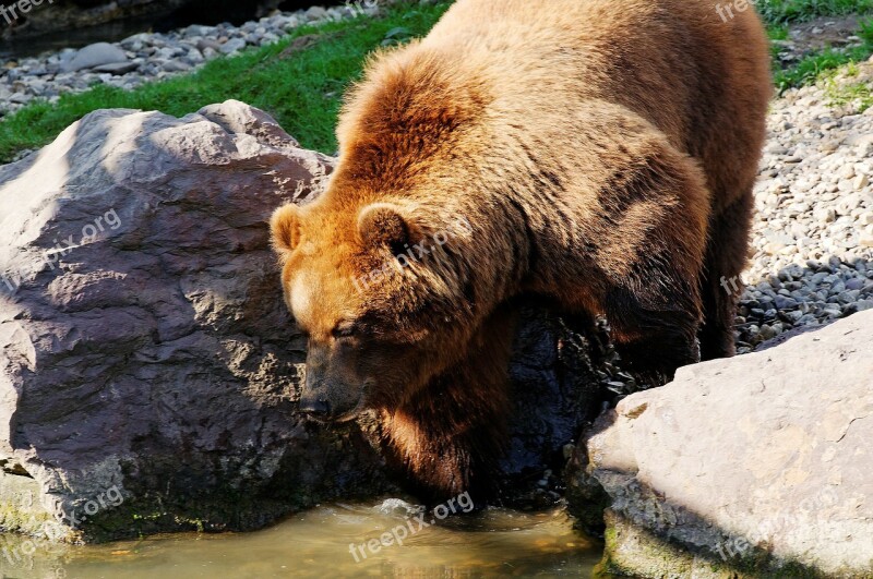 Bear Brown Kamchatka Bear Water Rock