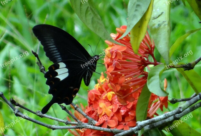 Common Mormon Butterfly Papilio Polytes Swallowtail Kodagu