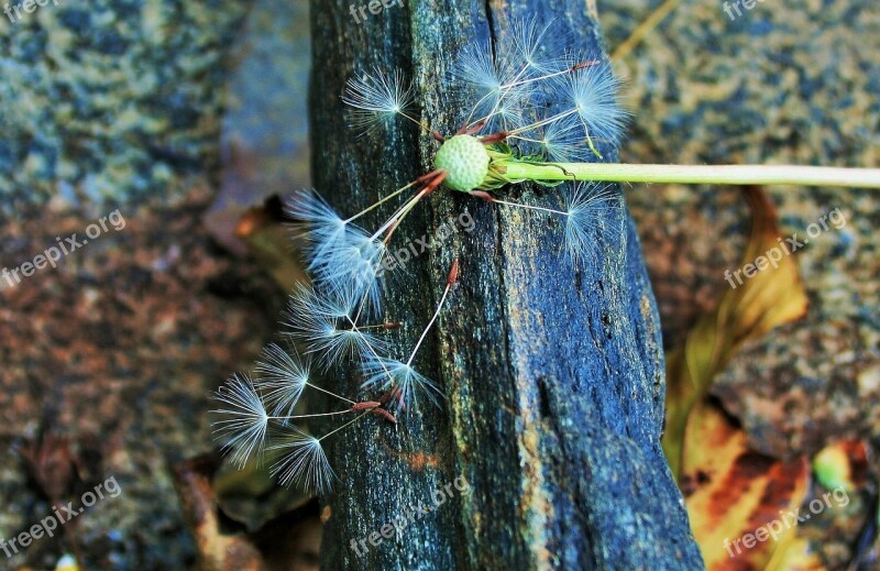 Dandelion Seeds Seeds Dandelion White Tufts