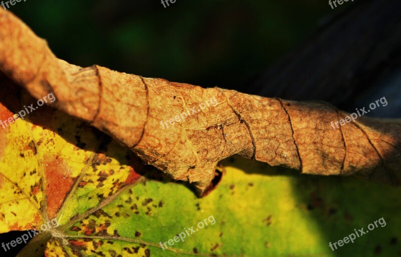 Brown Leaf Leaf Brown Green Yellow