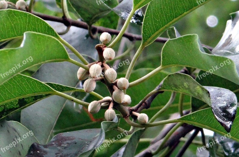 Mimusops Elengi Buds Tropical Spanish Cherry Medlar