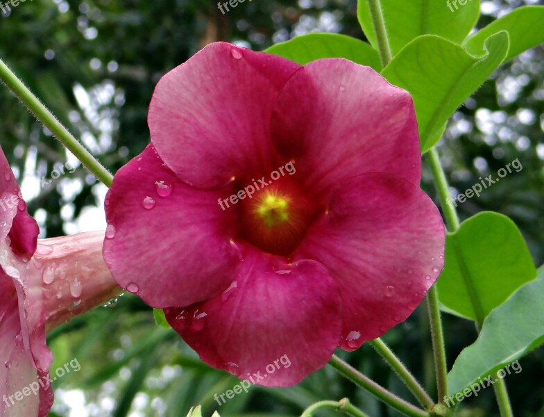 Purple Allamanda Allamanda Blanchetii Apocynaceae Allamanda Violacea Flower