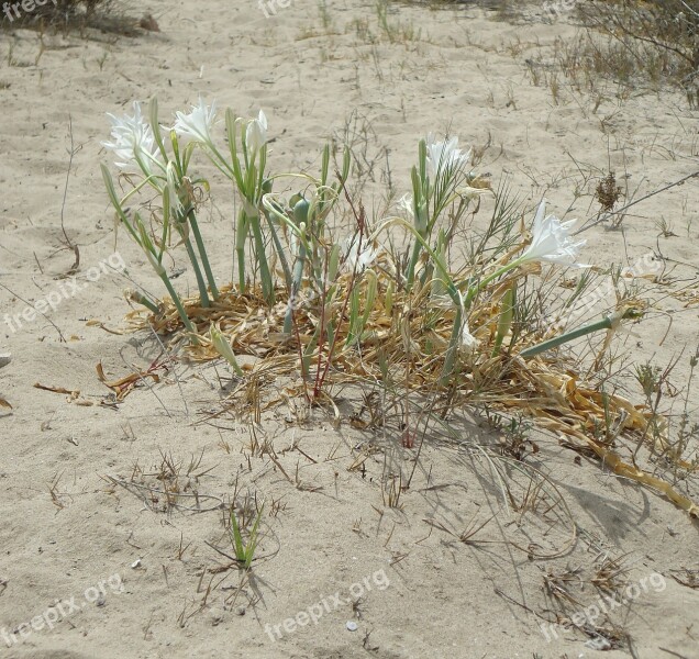 Wild Flower Sand Sun Arid Landscape Beach