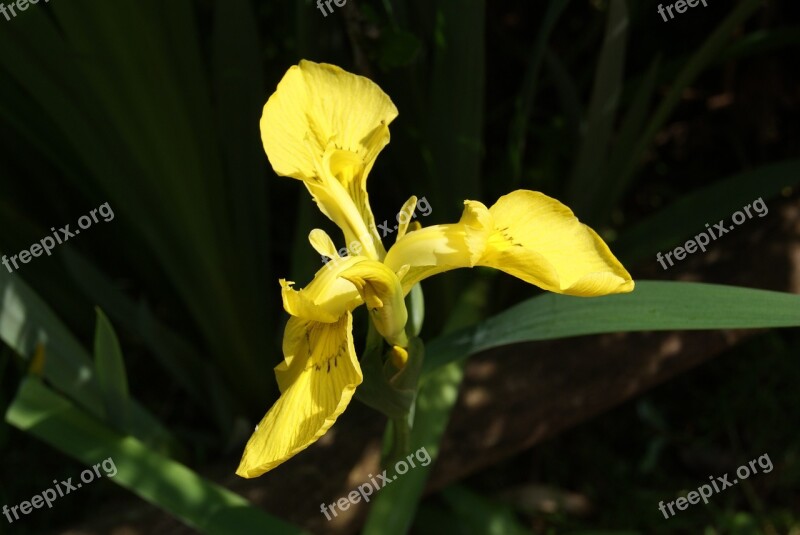 Orchid Yellow Blossom Bloom Plant