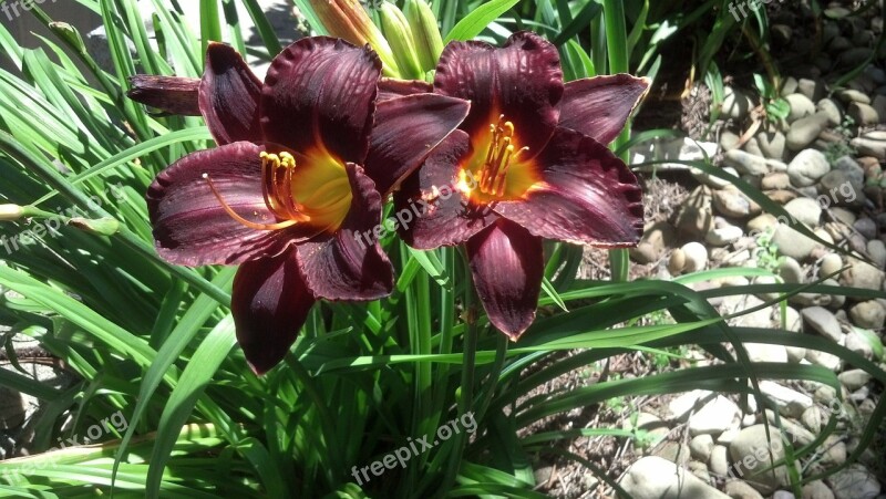 Lily Red Green Nature Bloom