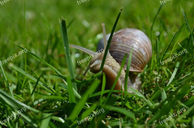 Snail Mollusk Shell Free Photos