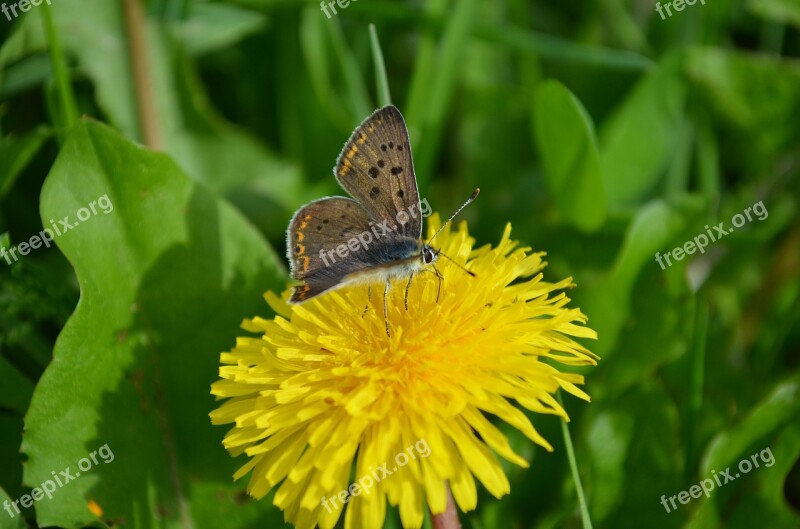 Collect Nectar Butterfly Dandelion Free Photos