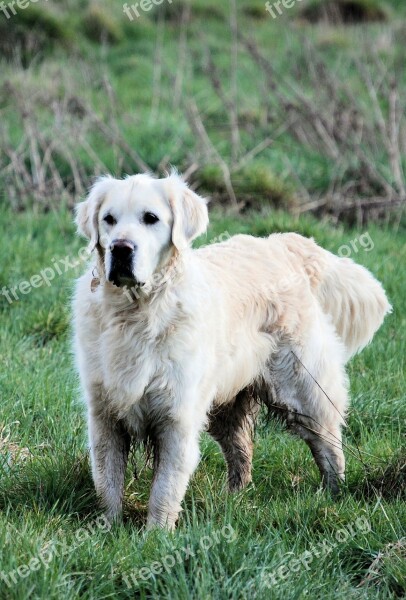 Retriever Canine Pet Dog White