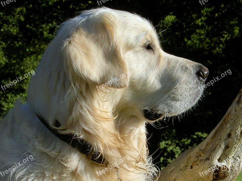 Retriever Canine Dog Pet White