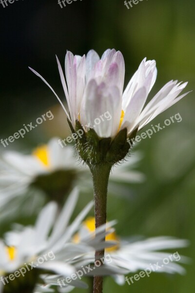 Daisy Blossom Bellis Philosophy Tausendschön Monatsroeserl