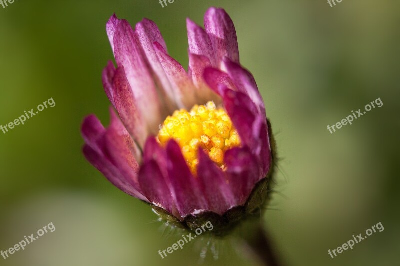 Daisy Blossom Bellis Philosophy Tausendschön Monatsroeserl