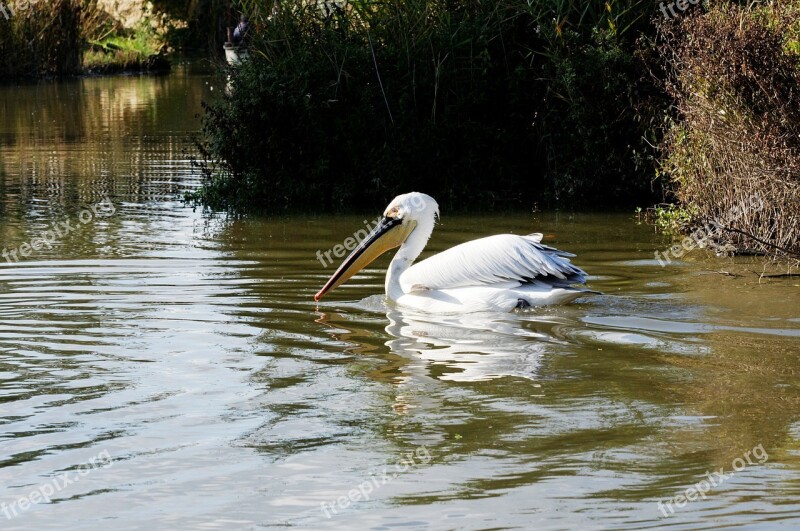 Pelikan Bird Water Bird Floating Water