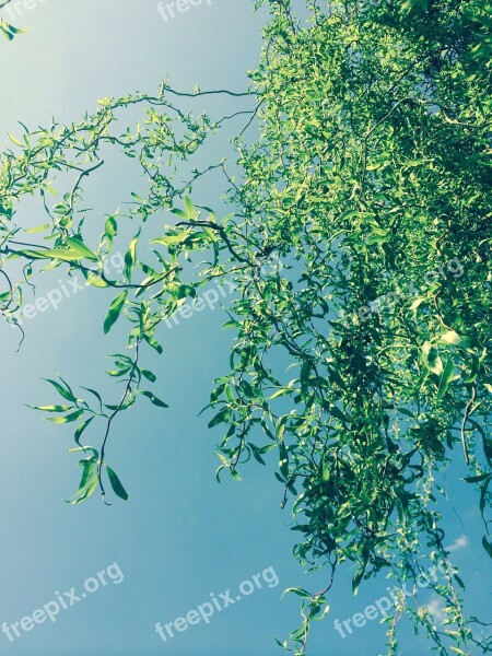 Weeping Willow Spring Bud Sky Blue Nature