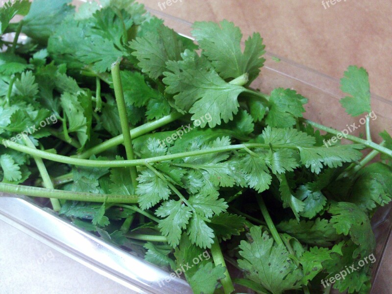 Cilantro Aromatic Herbs Spices Free Photos