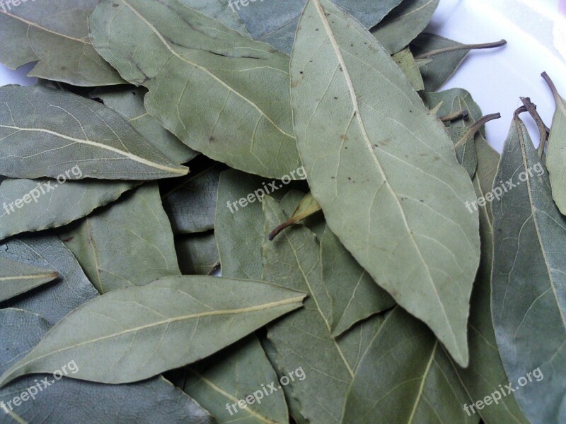 Laurel Aromatic Herbs Spices Laurels Free Photos