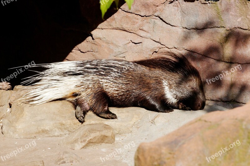 Porcupine Sleeping Enclosure Animal Zoo