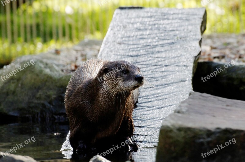 Otter Board Water Enclosure Animal