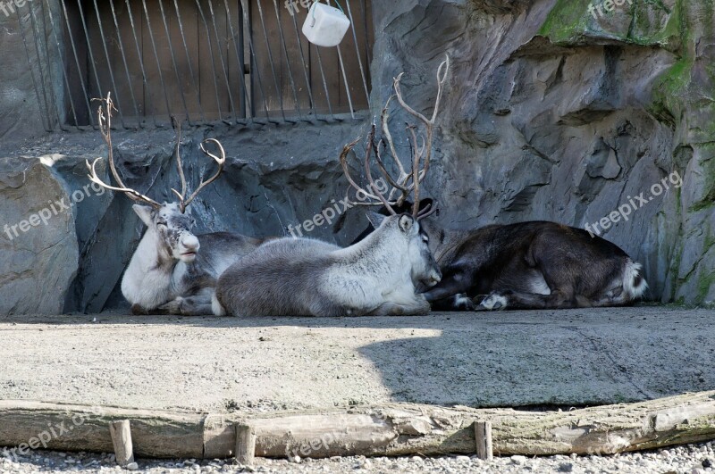 Reindeer Lying Enclosure Animal Zoo