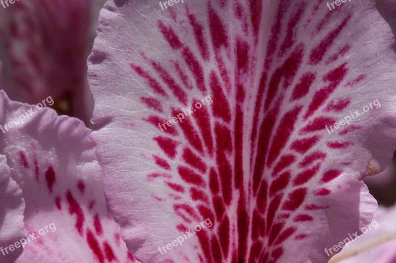 Rhododendron Single Flower Blossom Bloom Genus