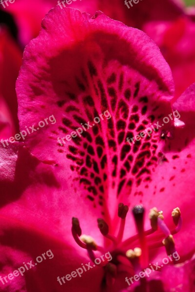 Rhododendron Single Flower Blossom Bloom Genus