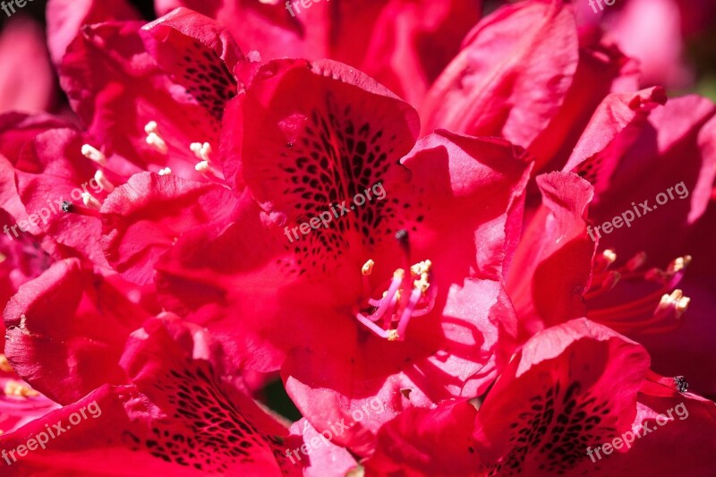 Rhododendron Single Flower Blossom Bloom Genus