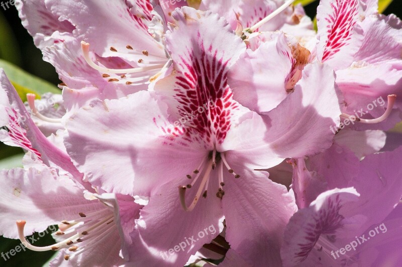 Rhododendron Single Flower Blossom Bloom Genus