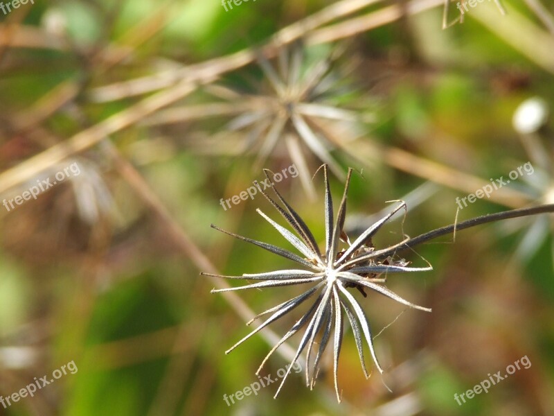 Wild Nature Photo Outdoor Outside