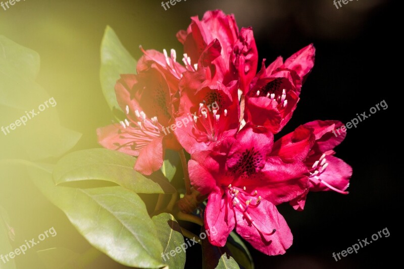 Rhododendron Traub Notes Doldentraub Inflorescences Genus