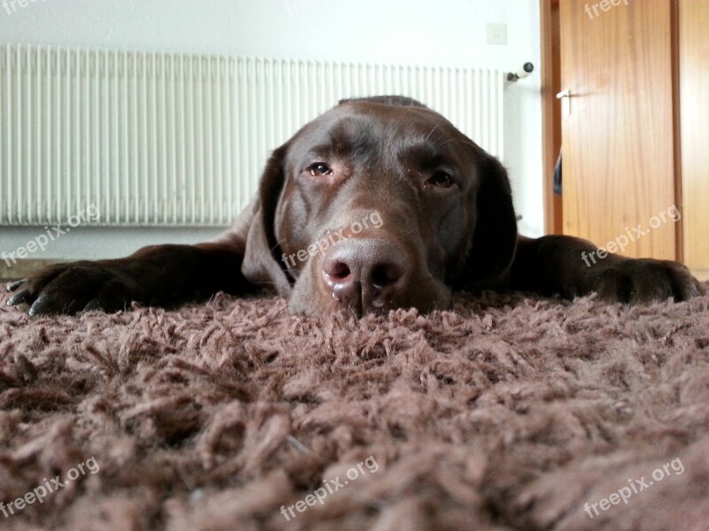 Dog Tired Labrador Brown Free Photos