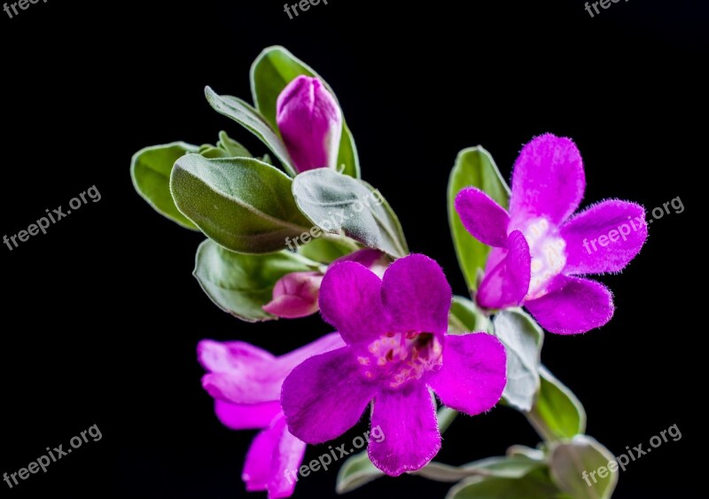 Wild Flower Flower Blossom Bloom Purple