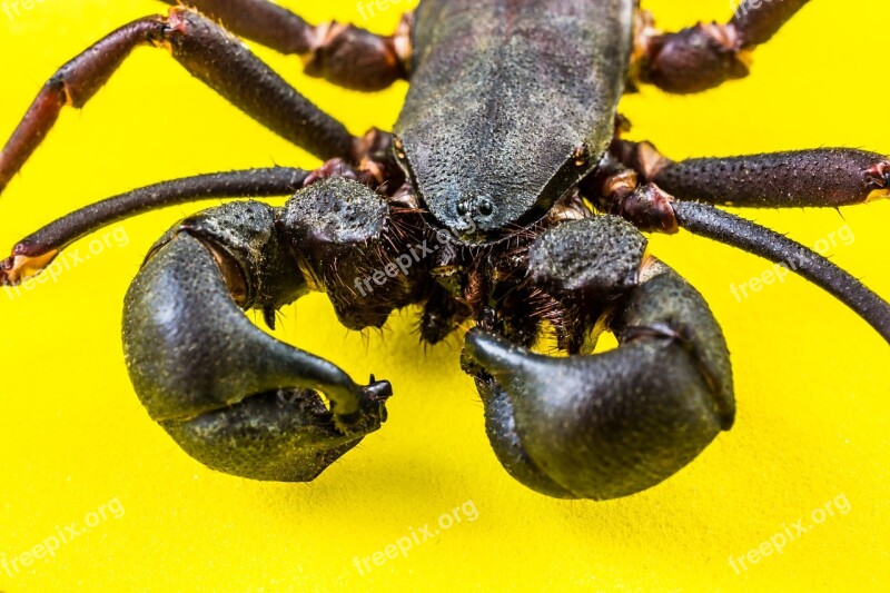 Insect Unknown Insect Close Up Free Photos