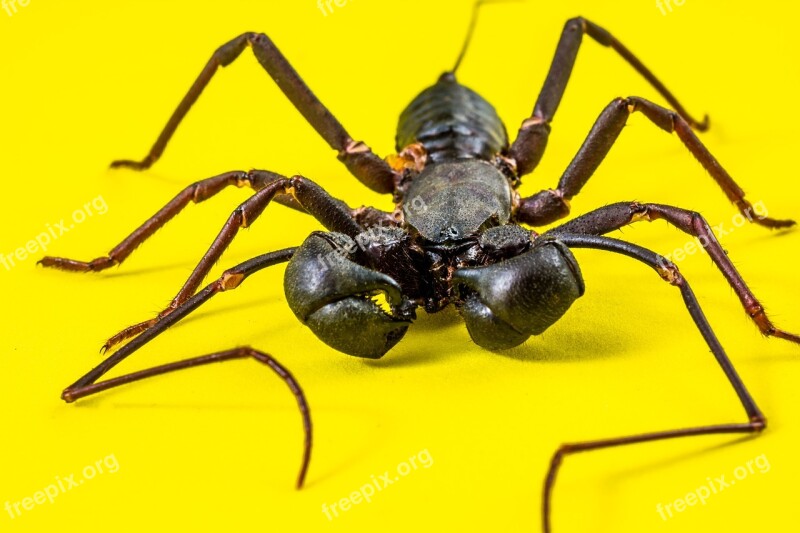 Insect Unknown Insect Close Up Free Photos