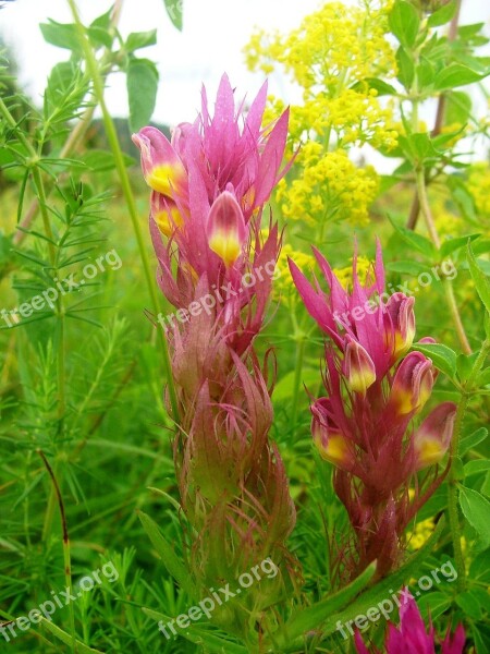 Meadow Forest Nature M Csomolya Flower