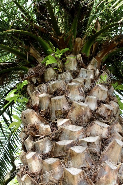 Palm Tribe Crown Approach Phoenix Canariensis