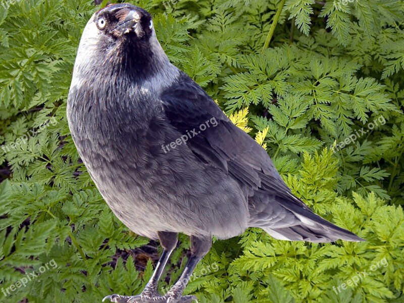 Jackdaw Jackdaws Corvus Monedula Songbird Songbird Species