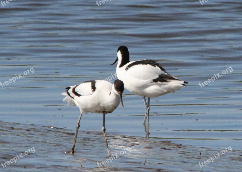 Avocet Recurvirostra Avosetta Seevogel Watt Bird Water Bird