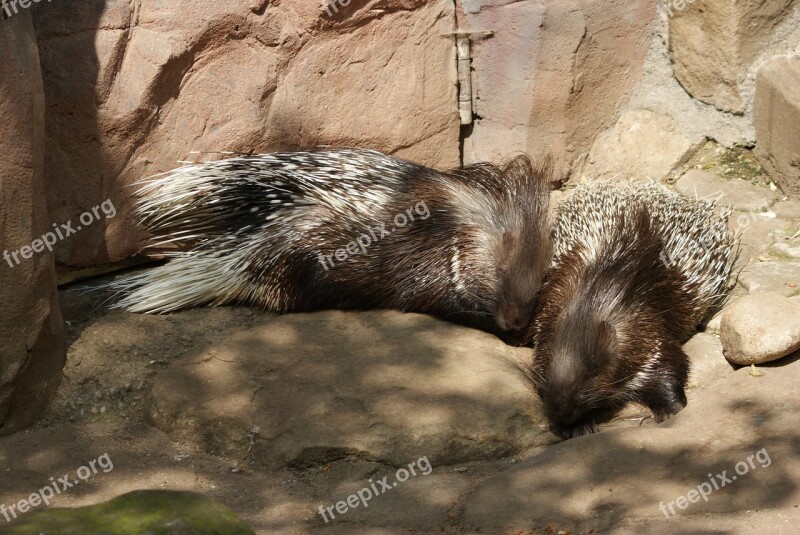 Porcupine Animal Nature Free Photos