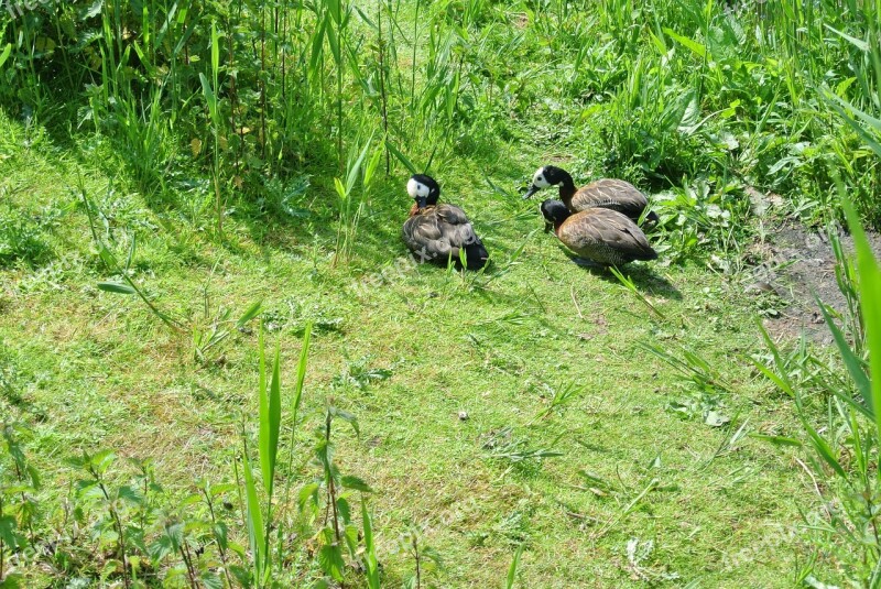 Ducks Animal Water Bird Poultry