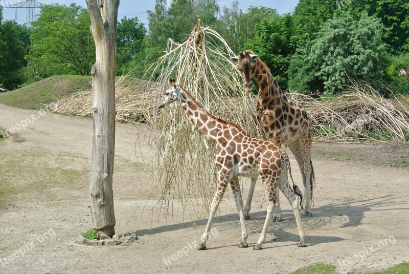 Giraffe Young Nature Growth Free Photos