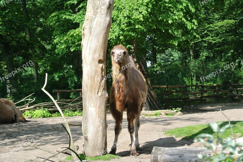 Camel Wild Nature Freedom Free Photos