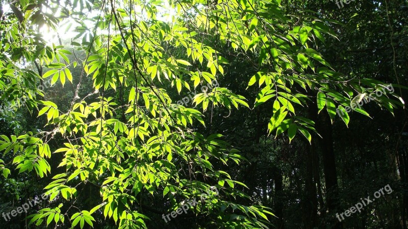 Leaves Tree Solar Light Landscapes Trees