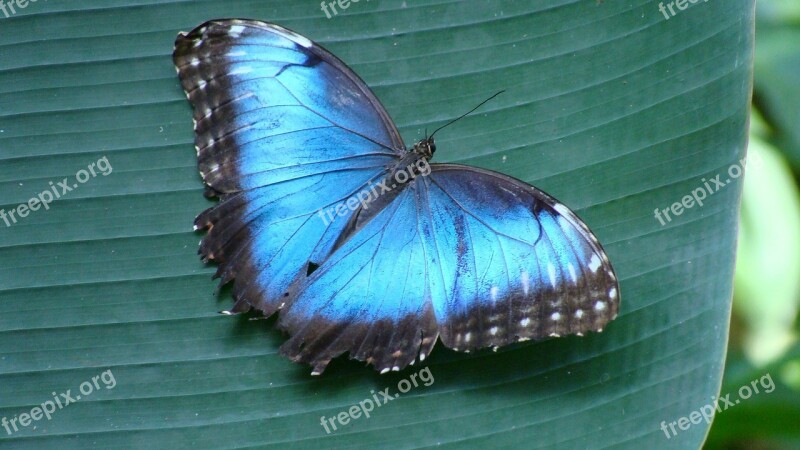 Butterfly Morpho Wings Blue Butterfly Free Photos