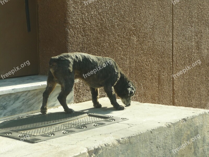 Dog Guardian Door Domestic Pet