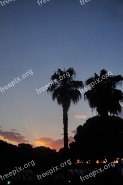 Palms Trees Pine Sunset Dusk