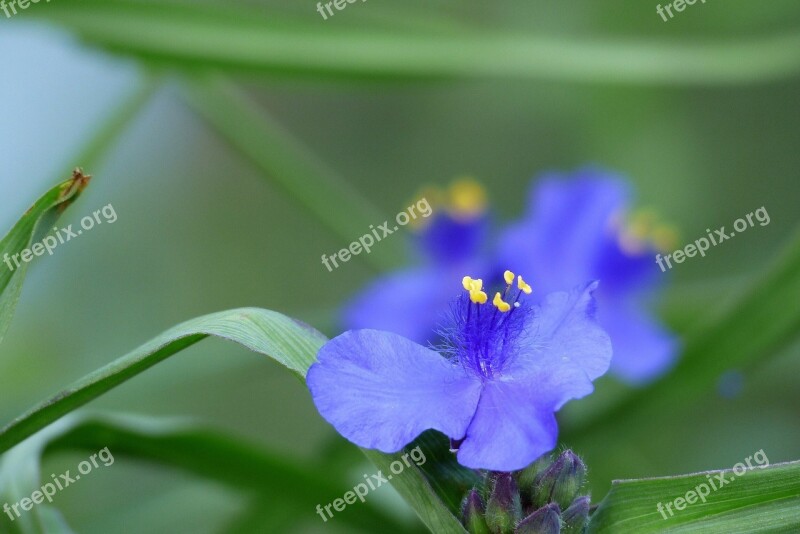 Flowers In The Early Summer Japan Spiderworts Purple