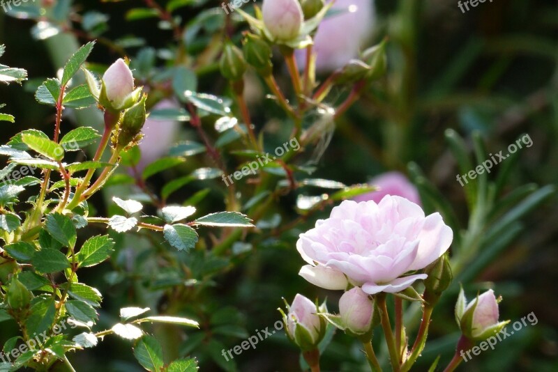 Flowers In The Early Summer Japan Pink Rose