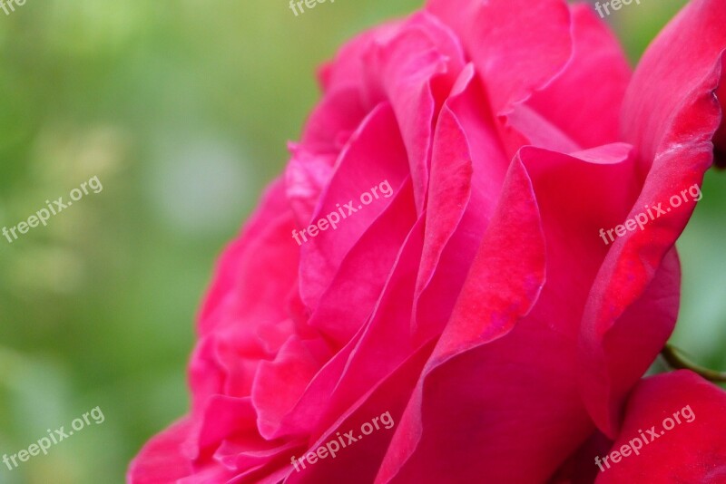 Flowers In The Early Summer Japan Red Rose